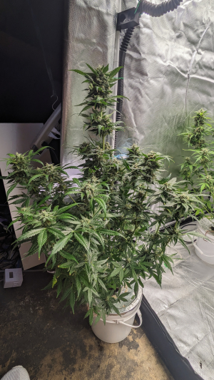 Back In Black archive 2