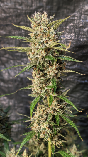 Back In Black archive 3