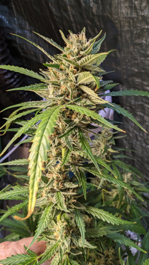 An image of Blackberry Poundcake