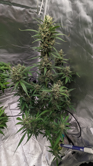 An image of Blackberry Poundcake