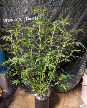 An image of Dragon Fruit Diesel