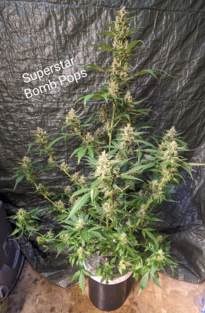 An image of Superstar Bomb Pops
