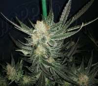 Tangerbean archive 1