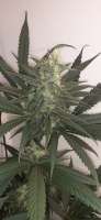 An image of LA Pure Kush F2