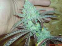 An image of Casey Jones