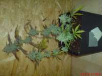 An image of Casey Jones