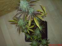 An image of Casey Jones