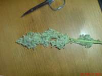 Casey Jones: strain page photo, credit seedfinder.eu, copyright status shown with credit copyright unverified