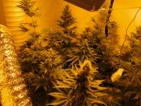 Sunset Sherbert: strain page photo, credit seedfinder.eu, copyright status shown with credit copyright unverified
