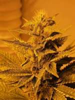 Sunset Sherbert: strain page photo, credit seedfinder.eu, copyright status shown with credit copyright unverified