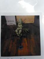 Northern Light: strain page photo, credit seedfinder.eu, copyright status shown with credit copyright unverified