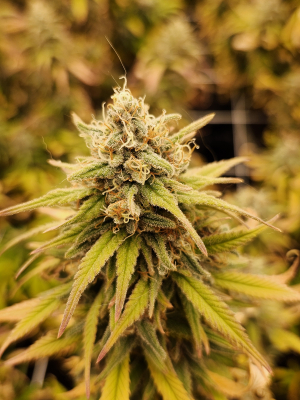 An image of Grandmommy Purple