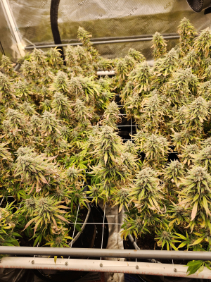 An image of Grandmommy Purple