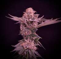 An image of Chief Rocka
