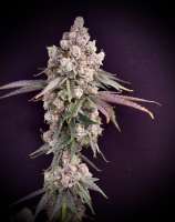 An image of Chief Rocka