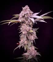 An image of Chief Rocka