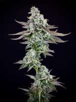 Jelly Pinwheel archive 1