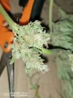 Blackberry: strain page photo, credit seedfinder.eu, copyright status shown with credit copyright unverified
