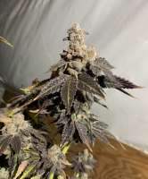 An image of N.W.A. (Nugs with Attitude)