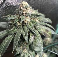An image of Pineapple Gas