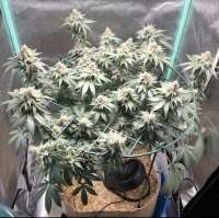 An image of Pineapple Gas