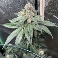 An image of Pineapple Gas