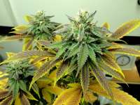 An image of Pineapple Gas