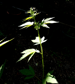 An image of Gorilla Poison 304