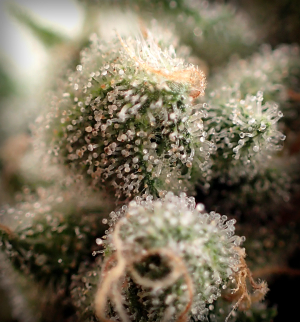 An image of Queensway Kush