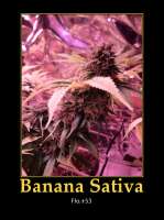 An image of Banana Sativa