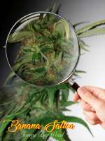 An image of Banana Sativa