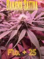 An image of Banana Sativa