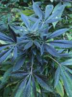 Afghani: strain page photo, credit seedfinder.eu, copyright status shown with credit copyright unverified