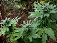 Afghani: strain page photo, credit seedfinder.eu, copyright status shown with credit copyright unverified