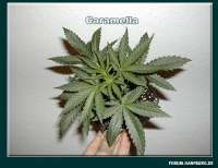 An image of Caramella