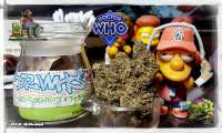 Dr. Who: strain page photo, credit seedfinder.eu, copyright status shown with credit copyright unverified