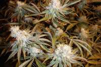 Sour Power: strain page photo, credit seedfinder.eu, copyright status shown with credit copyright unverified