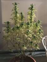 An image of CBD René