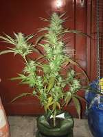 An image of CBD René