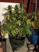 An image of CBD René