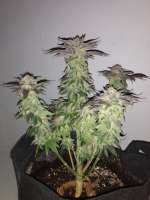 Caly Wompus archive 3