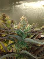 An image of Fall Medicine