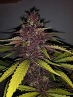 An image of Fall Medicine