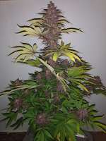 An image of Fall Medicine
