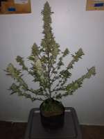 Flora De Risibile archive 1