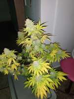 Flora De Risibile archive 2