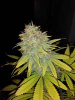 Flora De Risibile archive 3