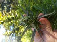 Teepee Creeper archive 1