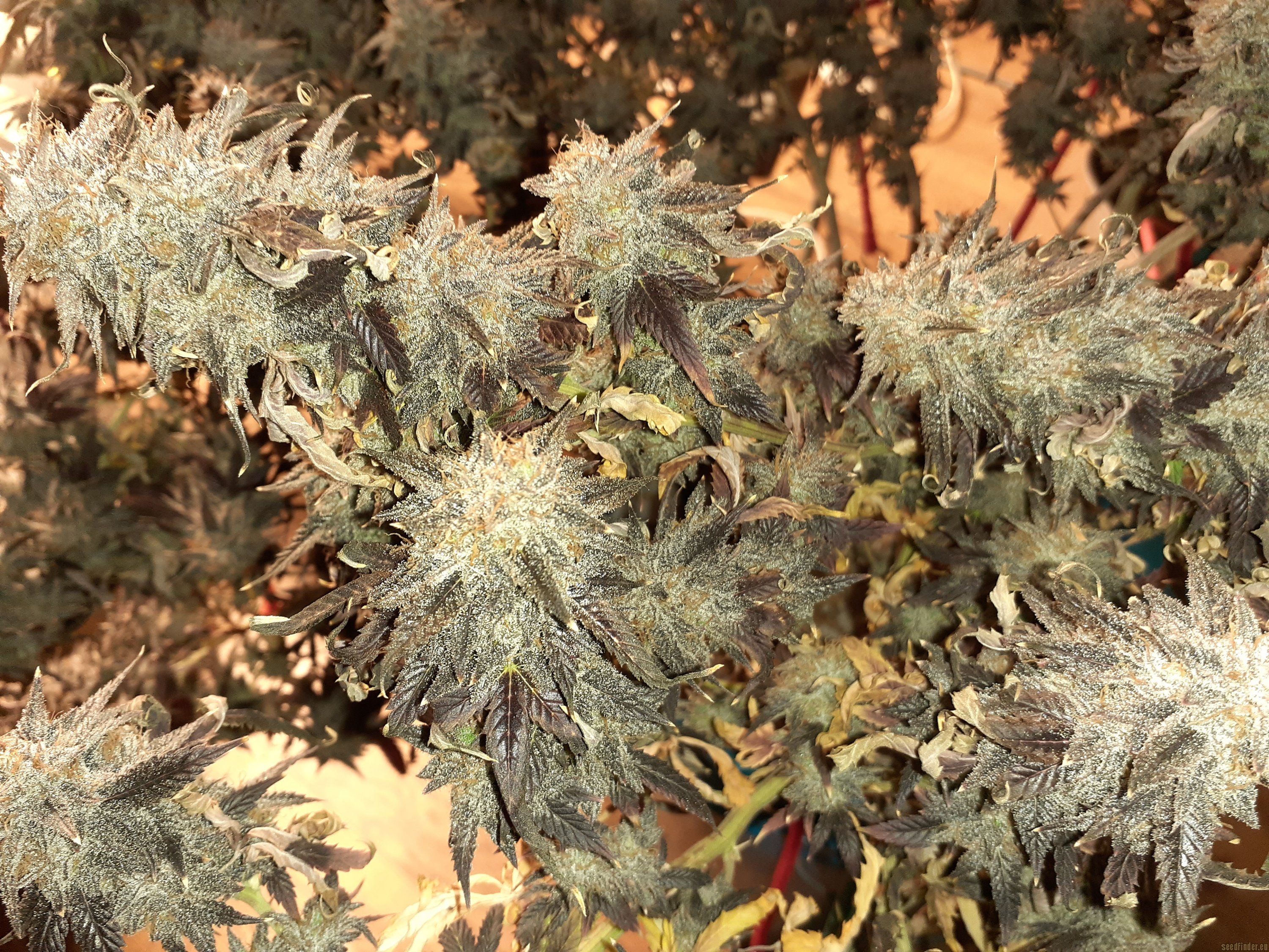 Humboldt Snow flowering cannabis, as labeled by the cited photo source