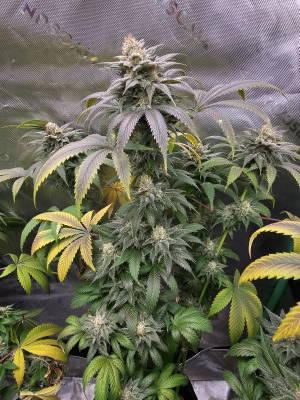 An image of Humboldt Snow White